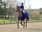Regional Academy Championships Shine at Parwood Equestrian